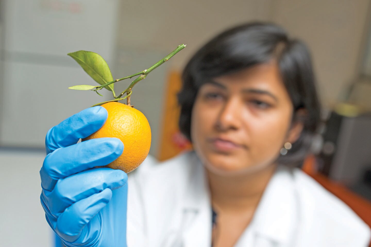 Dr. Tripti Vashisth examining citrus fruit in a lab at the Citrus Research and Education Center in Lake Alfred.